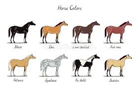 Horse Color Chart Set Equine Coat Colors With Text Types