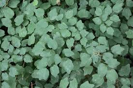 Image result for Blyxa hexandra