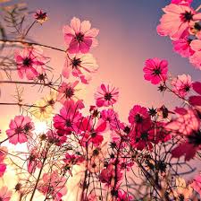 Pin On Beautiful