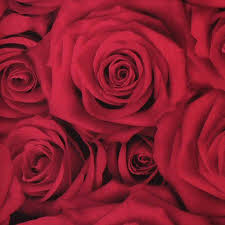 90 gambar bunga mawar putih. Wallpaper Dinding Korea Motif Bunga Mawar 3d Shopee Indonesia