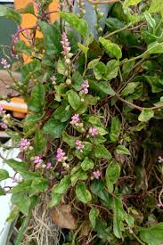 Image result for Basellaceae