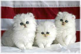 Adorable 3 Cute Cat Wallpaper Cute Cats And Dogs Cute Animals