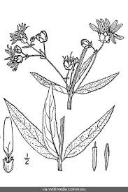 Image result for Stolzia williamsonii