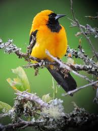 Identification Birds Of New Jersey Field Guide Icterus Chrysater Turpial Montanero Yellow Backed Oriole Animals Pet Birds Orioles