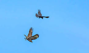 Birds With Red Heads Uk Wildlife Campaigners Take Legal Action Against Pest Bird Killings With Images Birds Pest Birds Wildlife