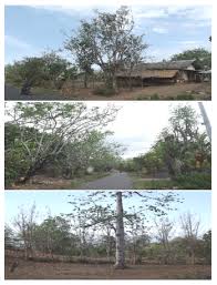 Albero fiori bianchi grappolo / arbusti e piante: Mengenal Tanaman Kelor Si Serbaguna Bambang Budi Santoso