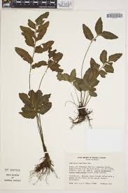 Image result for Asplenium buettneri