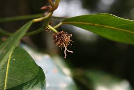 Image result for Trilepisium madagascariense