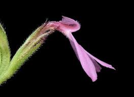 Image result for Striga bilabiata