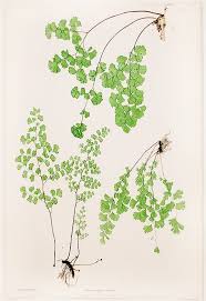 Image result for Adiantum capillus-veneris