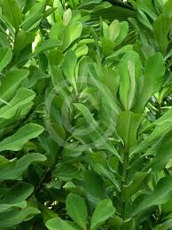 Image result for Euphorbia umbellata