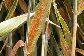 Leaf Rust - Wheat | Disease Control | Bayer Crop Science New Zealand