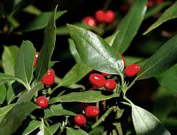 Image result for Aucuba