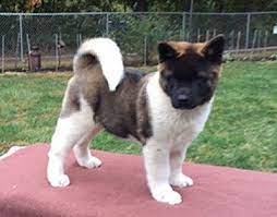 These animals have a rich history, and they are even legendary in their homeland! Akita Puppies For Sale Eastern Star Akitas