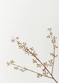 Choose from hundreds of free white backgrounds. Download Premium Image Of Dry Flower Branch On An Off White Background Dried Flowers Flower Branch Background