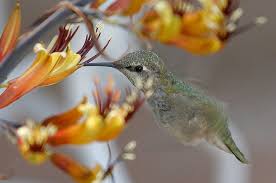 Flowers that attract honey bees and hummingbirds. Hummingbirds Inhabitat Green Design Innovation Architecture Green Building