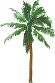You can use these tree images in your designs. Tree Png Tree Transparent Background Freeiconspng