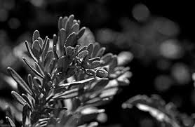 Image result for Eureiandra sp. A