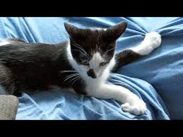 Your lavish praise will also help create a positive association with the act of scratching the cat furniture. How To Get Your Cat To Stop Scratching The Furniture Youtube