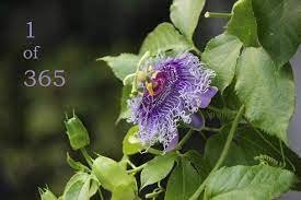 Inspirational Quotes 2018 Sttudio292 Flower Quotes Inspirational Quotes Beautiful Flowers