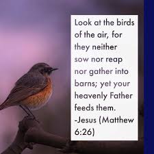 Look At The Birds Of The Air Verse Look At The Birds Of The Air For They Neither Sow Nor Reap Nor Gather Into Barns Yet Your Heavenly Father Feeds Them Jesu Heavenly Father Jesus Matthew 6 26