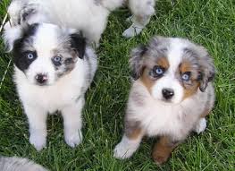 We have aussiedoodle puppies for sale all over nc and the surrounding areas within our preferable pups family of breeders. Toy Australian Shepherd Puppies For Sale Online Shopping