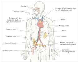 Image result for Lymphatic Anatomy