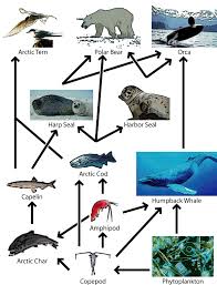 Sorry We Can T Find That Page Search Msu Arctic Animals Lessons Animal Lessons Teaching Ecosystems