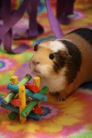 Yes I Built This And Yet All My Friends Laugh At Me When I Say I Want To Be An Artist Animales Hermosos Animales Hamsters