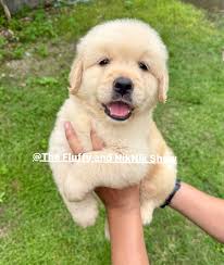 Golden retriever average lifespan and care