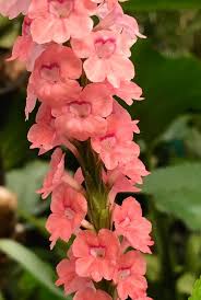 Image result for Stachytarpheta indica