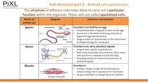 Introduction to plant and animal cell structure and function. Cell Structure Answerit Ppt Download