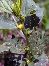 Image result for Sida ovata