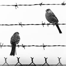 2 Birds On A Wire Tattoo Love The Grittyness And Perfect Framing Of This Photo With The 2 Birds The Barbed Wire And The Fence Be Black And White Birds Black And White Black Bird