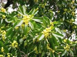 Image result for Xylia torreana