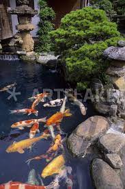Pond With Colorful Koi Bild Als Poster Und Kunstdruck Von Wolfgang Kaehler Bestellen Artflakes Com Koi Fish Pond Fish Pond Japanese Garden