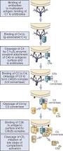 Image result for Complement Pathway