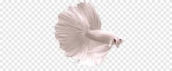 There is a reason the photographer called this a white fish and not an albino. Betta Fish Png Images Pngegg