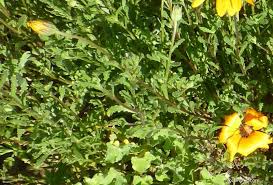 Image result for paprskovka obrázek