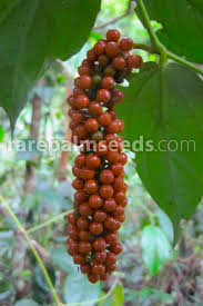 Image result for Piper guineense