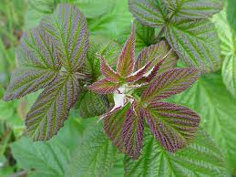 Image result for Rubus iringanus