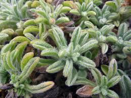 Image result for Alectra sessiliflora
