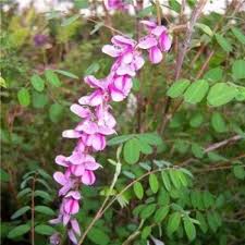 Image result for Indigofera paniculata