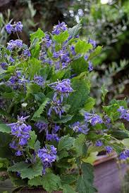 Check spelling or type a new query. Buy Herbaceous Clematis Group 3 Clematis New Love Pbr 27 99 Delivery By Crocus