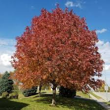Long lasting golden fall colour. Pin On Ash Trees Inspiration