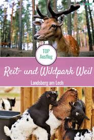 Tierisch Gut Ein Ausflug Mit Kindern Zum Reit Und Wildpark Weil Im Landkreis Landsberg Am Lech Wildpark Wi Ausflug Familienurlaubsziele Landsberg Am Lech