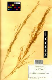 Image result for Loudetia arundinacea