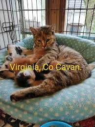 I'd love them to go to a home with other pets or gentle children to play with them. The Kitten Cottage Animal Sanctuary Home Facebook
