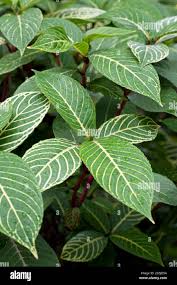 Image result for Sanchezia