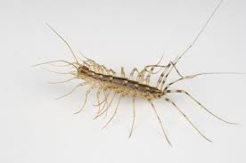 Reviewers vouch that it's effective on numerous types of pests including ants, beetles, spiders, centipedes, and cockroaches. Centipede Control And Treatments For The Home Yard And Garden